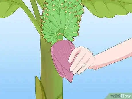 Image titled Grow Banana Plants Step 20