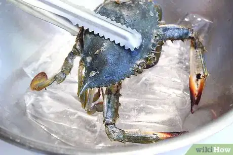 Image titled Boil Blue Crab Step 2