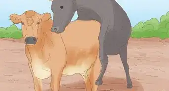 Tell if a Cow or Heifer Has Been Bred
