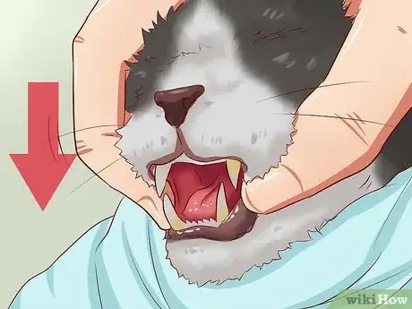 Image titled Open a Cat's Mouth Step 6
