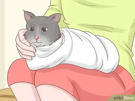 Image titled Prepare Your Cat for a Blood Test Step 11