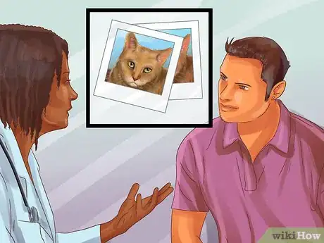 Image titled Identify a Pixiebob Cat Step 8