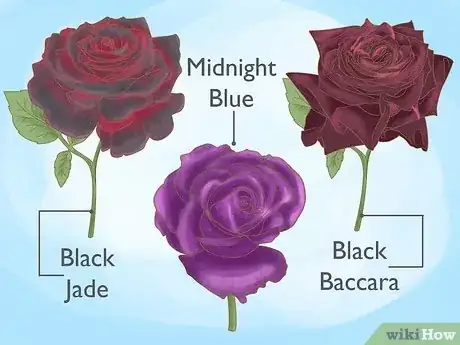 Image titled Grow Black Roses Step 1