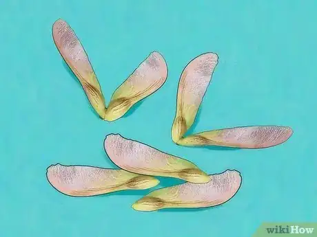 Image titled Germinate Maple Tree Seeds Step 9