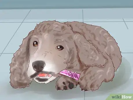 Image titled Care for a Toy Poodle Step 17