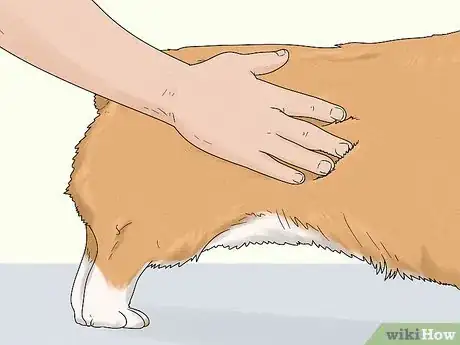 Image titled Identify a Pembroke Welsh Corgi Step 6