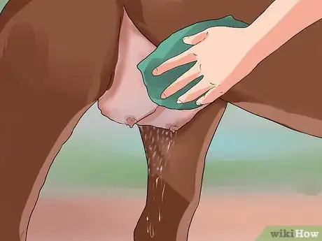 Image titled Clean a Mare's Female Parts Step 11