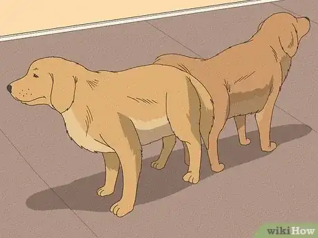 Image titled Know if Your Female Dog Is Ready to Breed Step 14