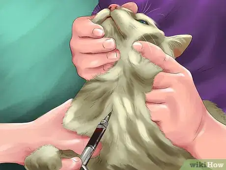 Image titled Identify and Treat Eclampsia in Cats Step 8