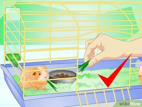 Image titled Make Your Guinea Pig Comfortable in Its Cage Step 9