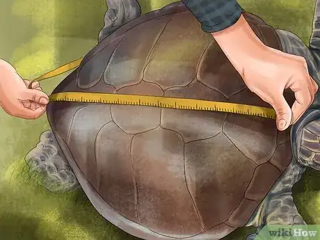 Image titled Tell a Turtle's Age Step 4