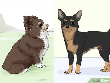 Image titled Identify a Chihuahua Step 7