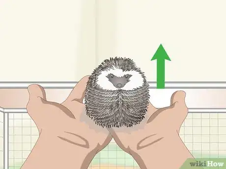 Image titled Carry a Hedgehog Step 13