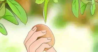 Grow Kiwifruit