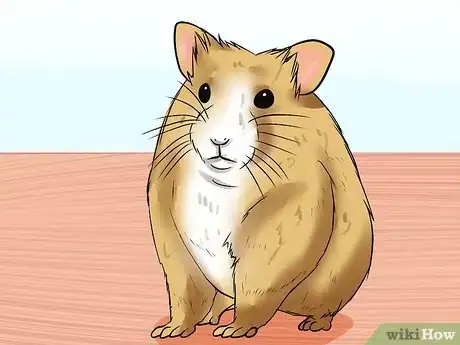 Image titled Diagnose and Treat a Dehydrated Hamster Step 2