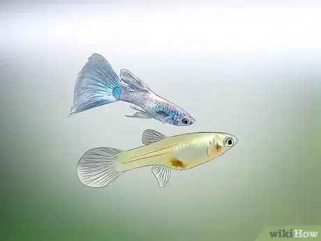 Image titled Tell if Your Fish Is Having Babies Step 3