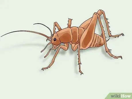 Image titled Get Rid of Spider Crickets Step 1