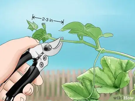 Image titled Grow Bottle Gourd from Seeds Step 15