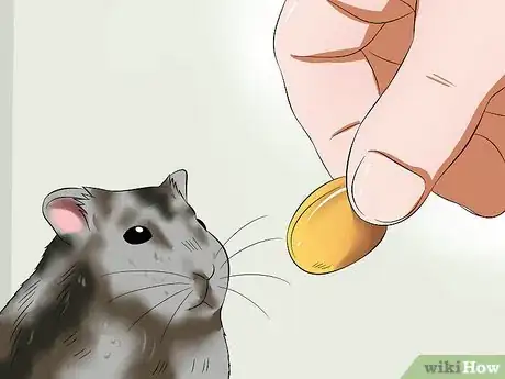 Image titled Train a Hamster Not to Bite Step 7