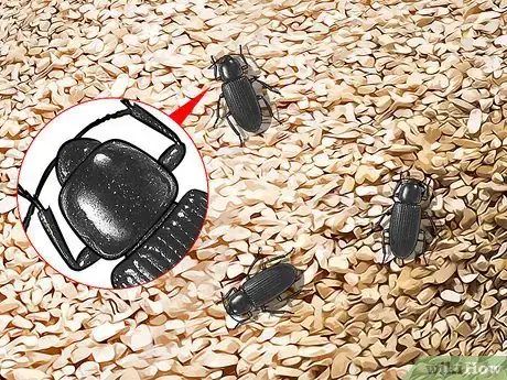 Image titled Identify Beetles Step 11