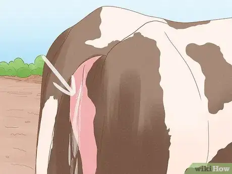 Image titled Tell if a Cow or Heifer Has Been Bred Step 5