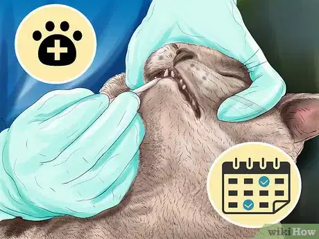 Image titled Deal with Tooth Resorption in Cats Step 2