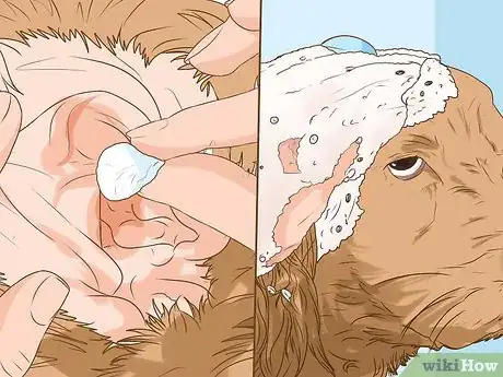 Image titled Clean a Cocker Spaniel's Ears Step 12