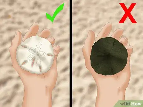 Image titled Clean and Preserve Sand Dollars Step 1
