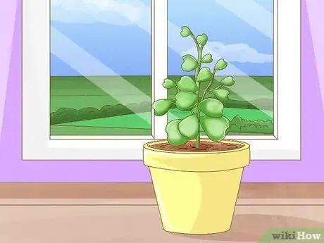 Image titled Get a Hoya Plant to Bloom Step 1