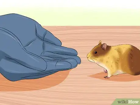 Image titled Train a Hamster Not to Bite Step 3