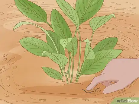Image titled Determine How Much Water Plants Need Step 3