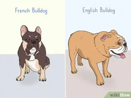 Image titled Identify a French Bulldog Step 14