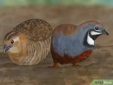 Image titled Keep Multiple Button Quail Step 8