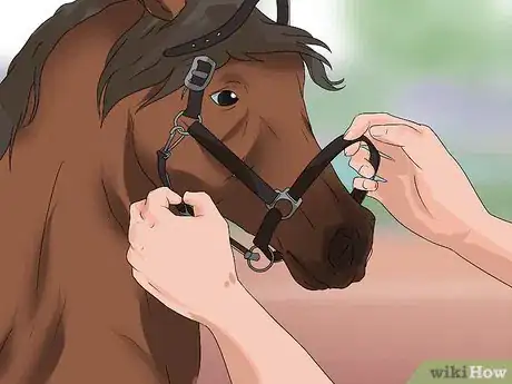 Image titled Put the Bit in a Horse's Mouth Step 2