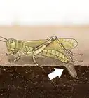 Determine the Sex of a Grasshopper