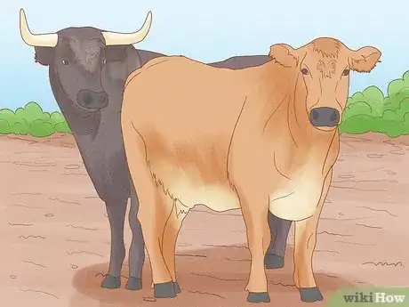 Image titled Tell if a Cow or Heifer Has Been Bred Step 2