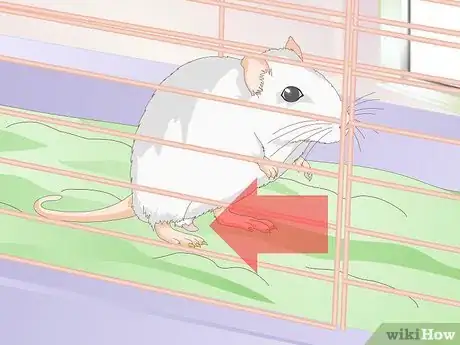 Image titled Treat Mice With Penile Prolapse Step 1