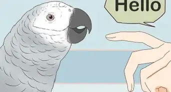 Raise an African Grey Parrot