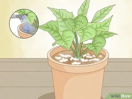 Image titled Why Does Your Plant Soil Have Mold Step 1