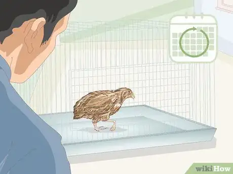 Image titled Know if Your Quail Is Sick Step 22