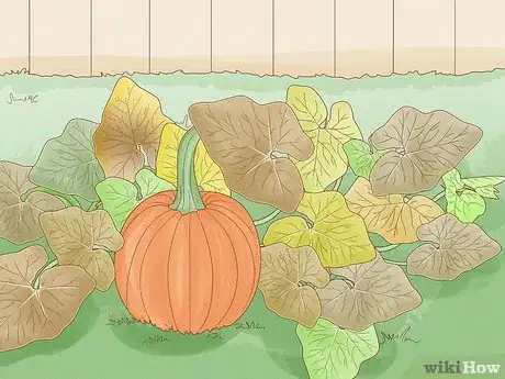 Image titled Plant Pumpkin Seeds Step 9