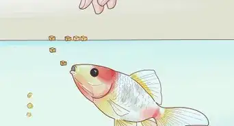 Prepare Fruits and Vegetables for Goldfish to Eat