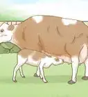 Identify Simmental Cattle