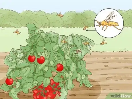 Image titled Kill Leaf Footed Bugs Step 13