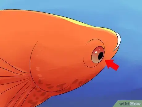 Image titled Cure Betta Fish Diseases Step 2