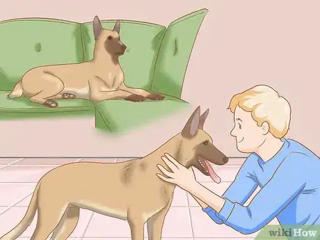 Image titled Care for a Belgian Malinois Step 1