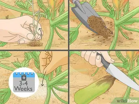 Image titled Grow Zucchini Step 8