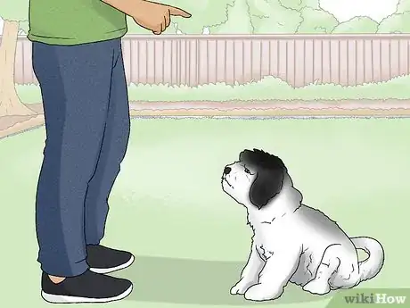 Image titled Identify a Havanese Step 13