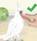 Bond with a Cockatoo