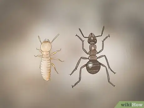 Image titled Identify Termite Larvae Step 9